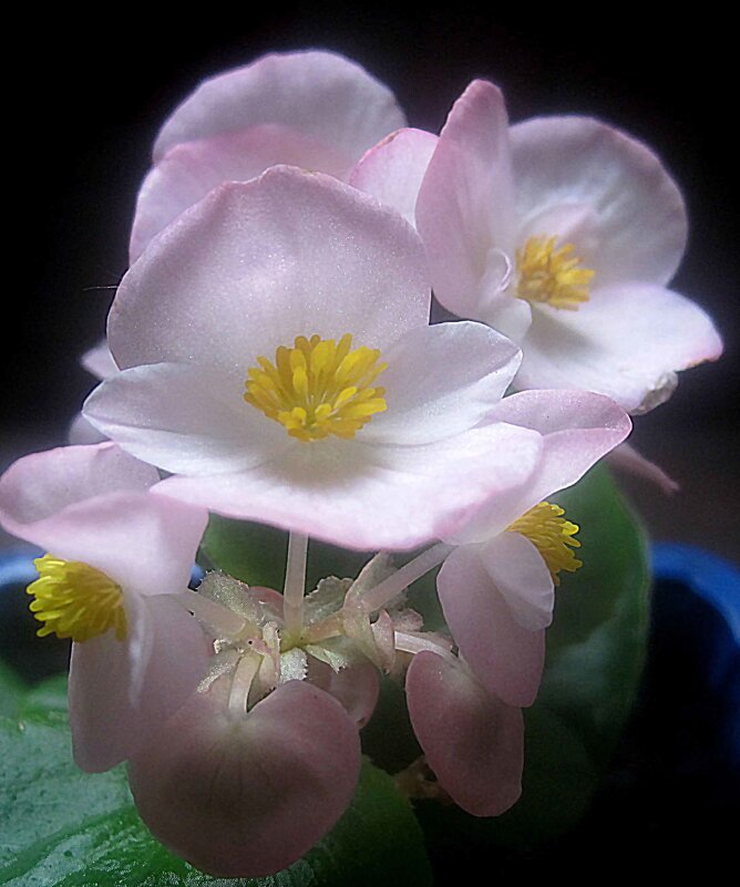 Бегония - Елена Семигина