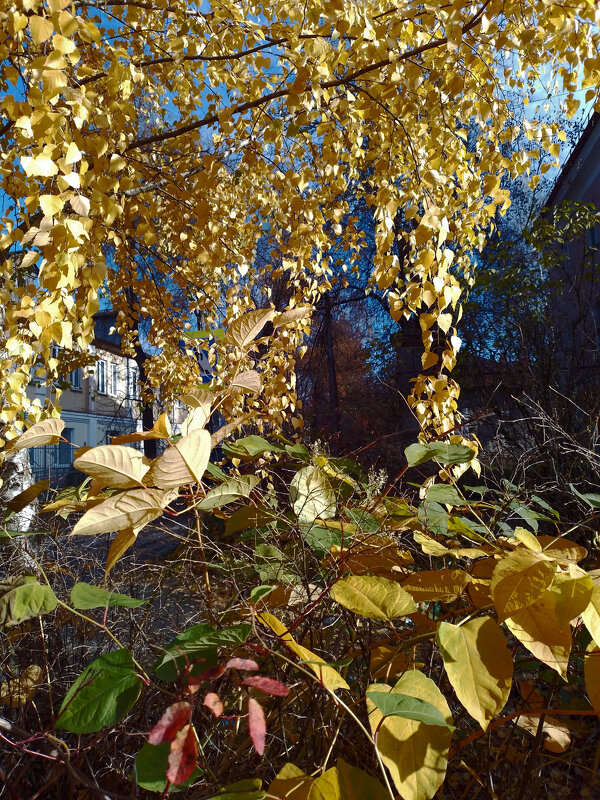 *** - Валентина Береснева