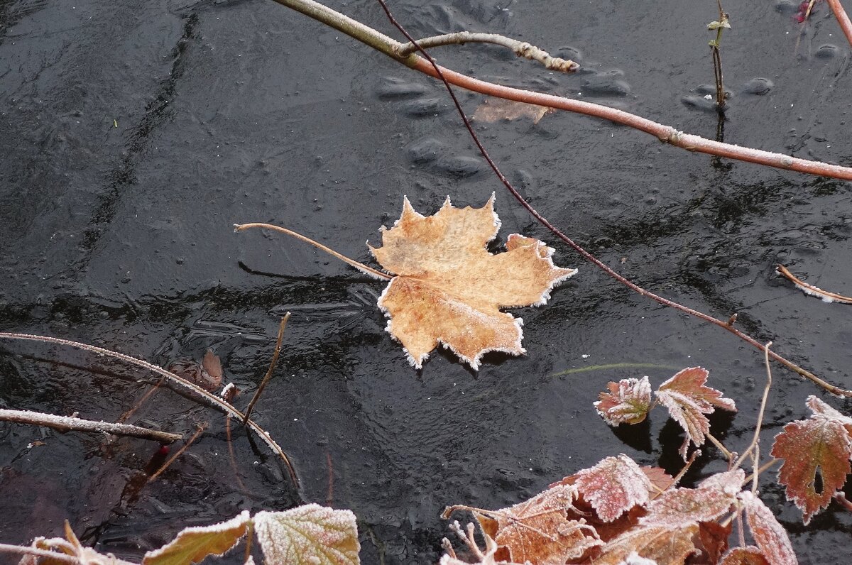 Этюды поздней осени - Рита Симонова
