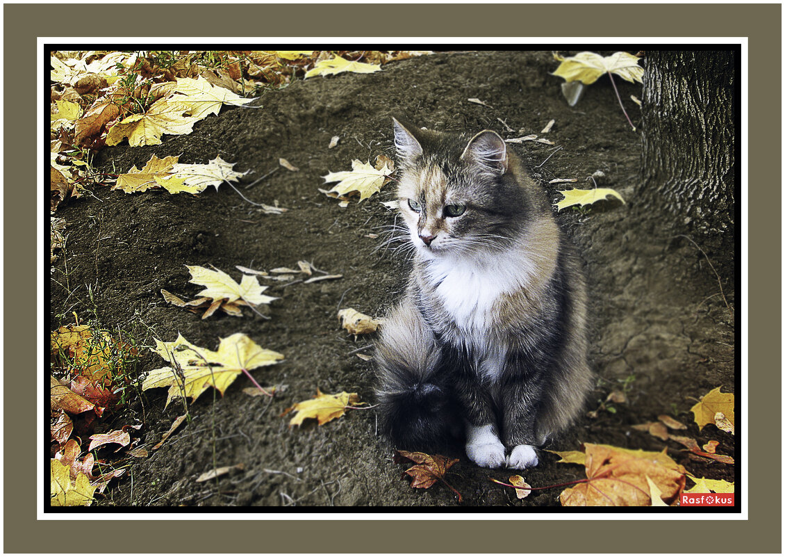 Сидит она задумавшись - Владимир Кроливец Сидит она задумавшись - Владимир Кроливец