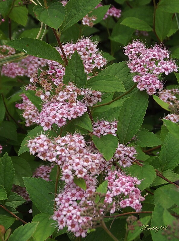 Спирея - Freddy 97