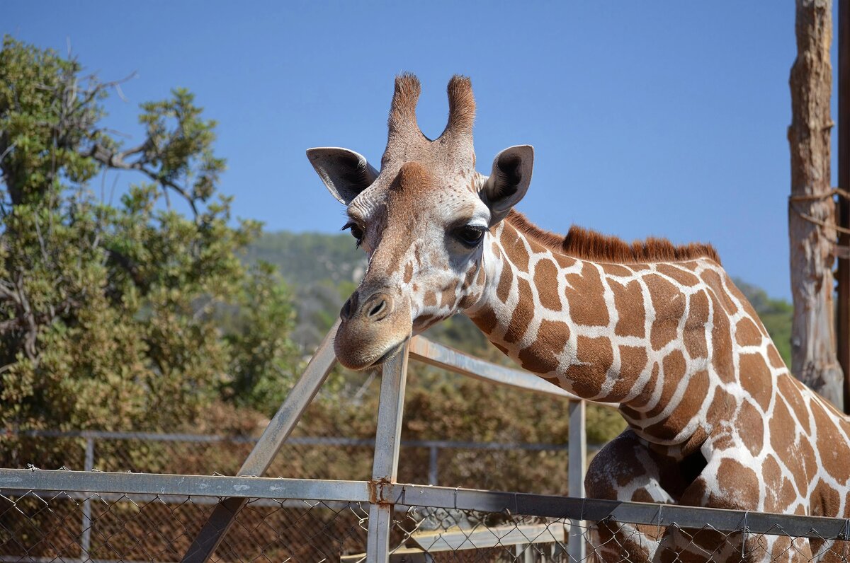 Жираф - Евгений Васильев