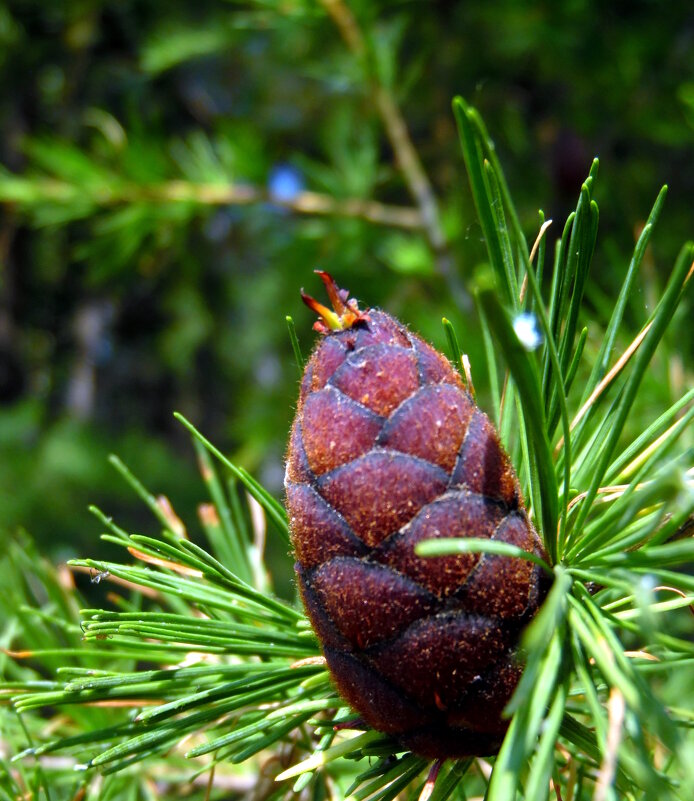 Шишка лиственницы. - nadyasilyuk Вознюк