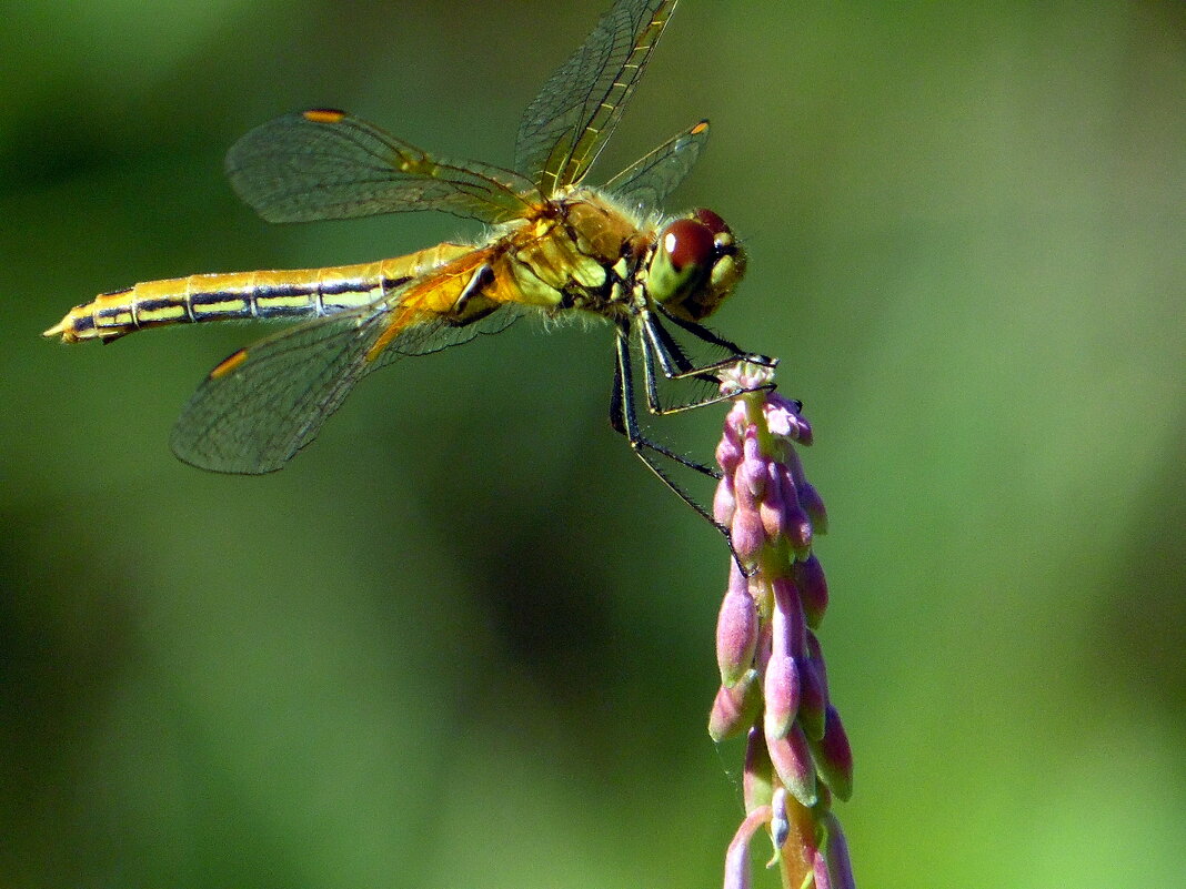 Посадка прошла успешно. - nadyasilyuk Вознюк