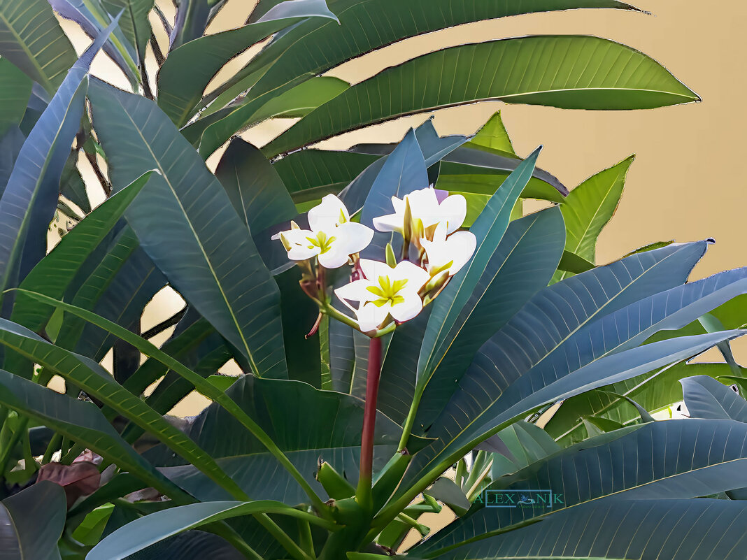 Плюмерия. - Argaman Табашник