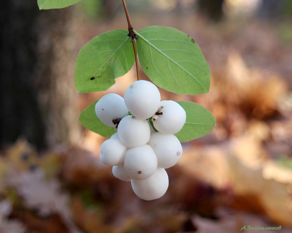 О снежноягоднике... - Андрей Заломленков