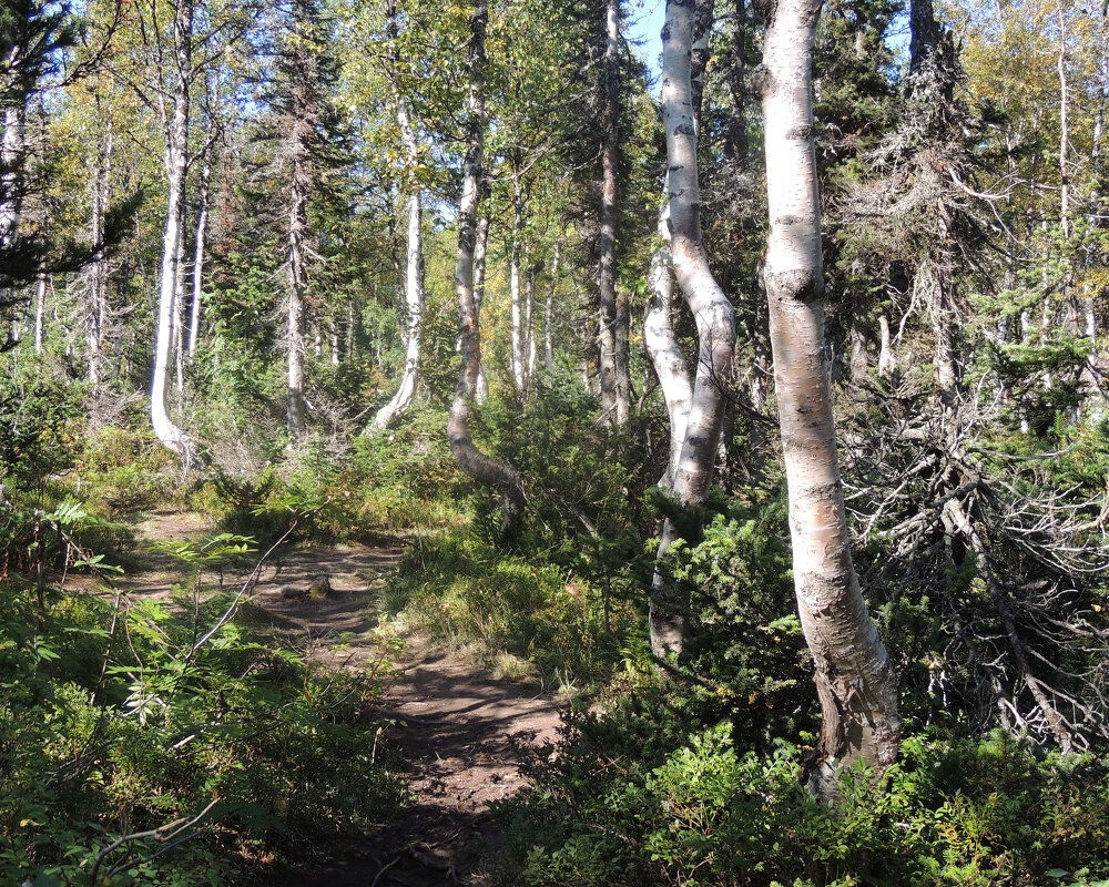 Бежит,торопится лесная тропинка - Владимир Кириченко