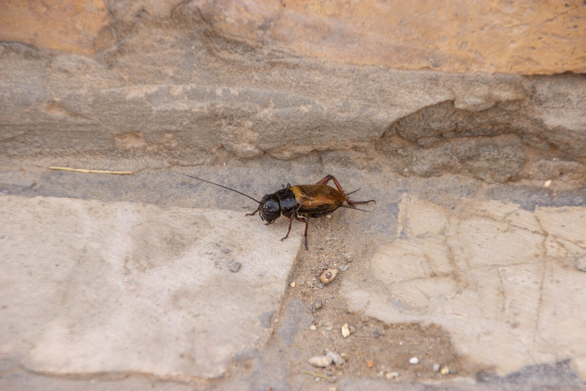 Сверчек - Максим 