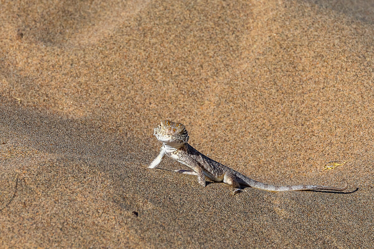 Гекон - Андрей Щукин