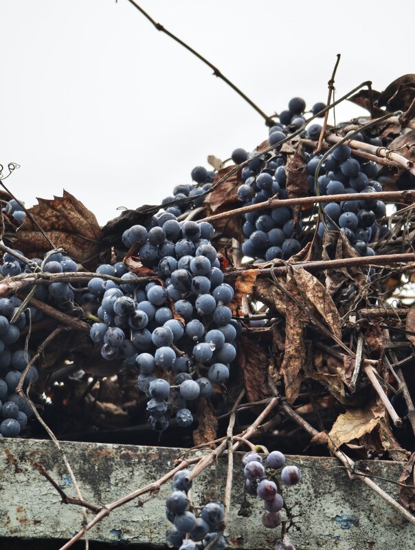 Осенний Виноград - Вероника Белкина Осенний Виноград - Вероника Белкина