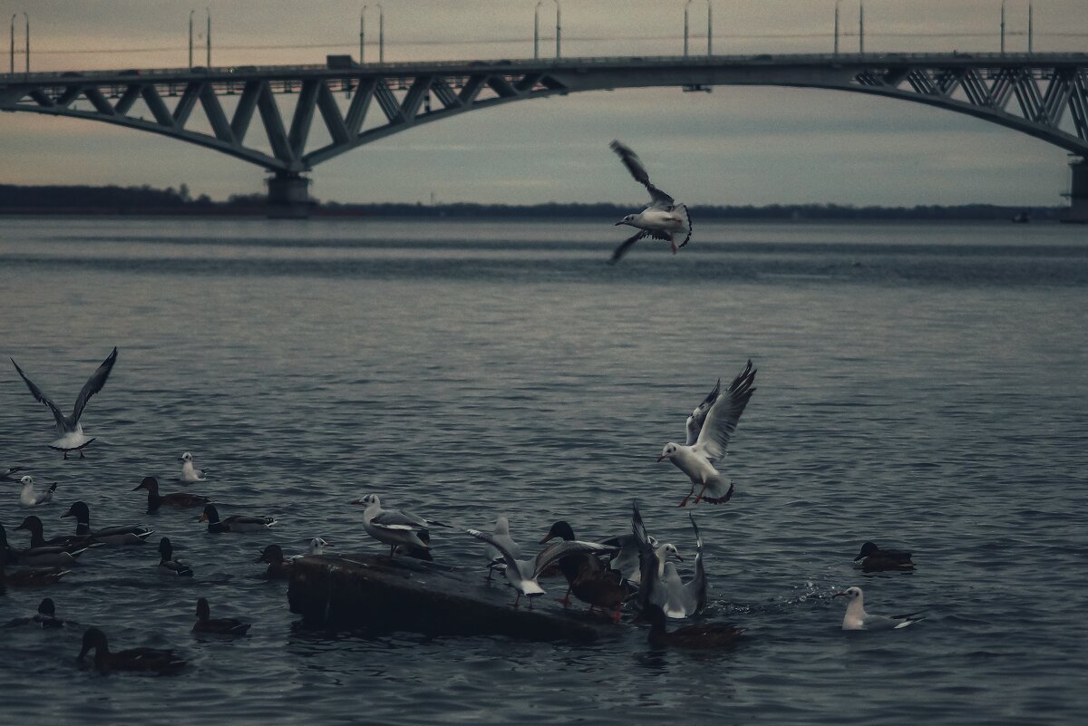 Птицы.. это стремление ввысь и свобода. - Сергей В