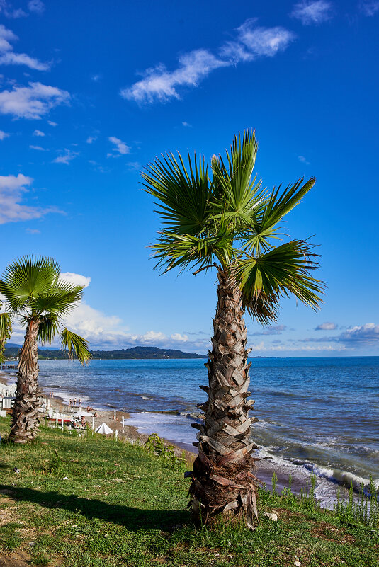 пальмы и море - Александр Леонов