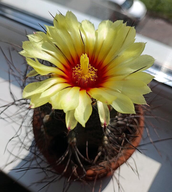 Мой любимчик! - Ирина ***