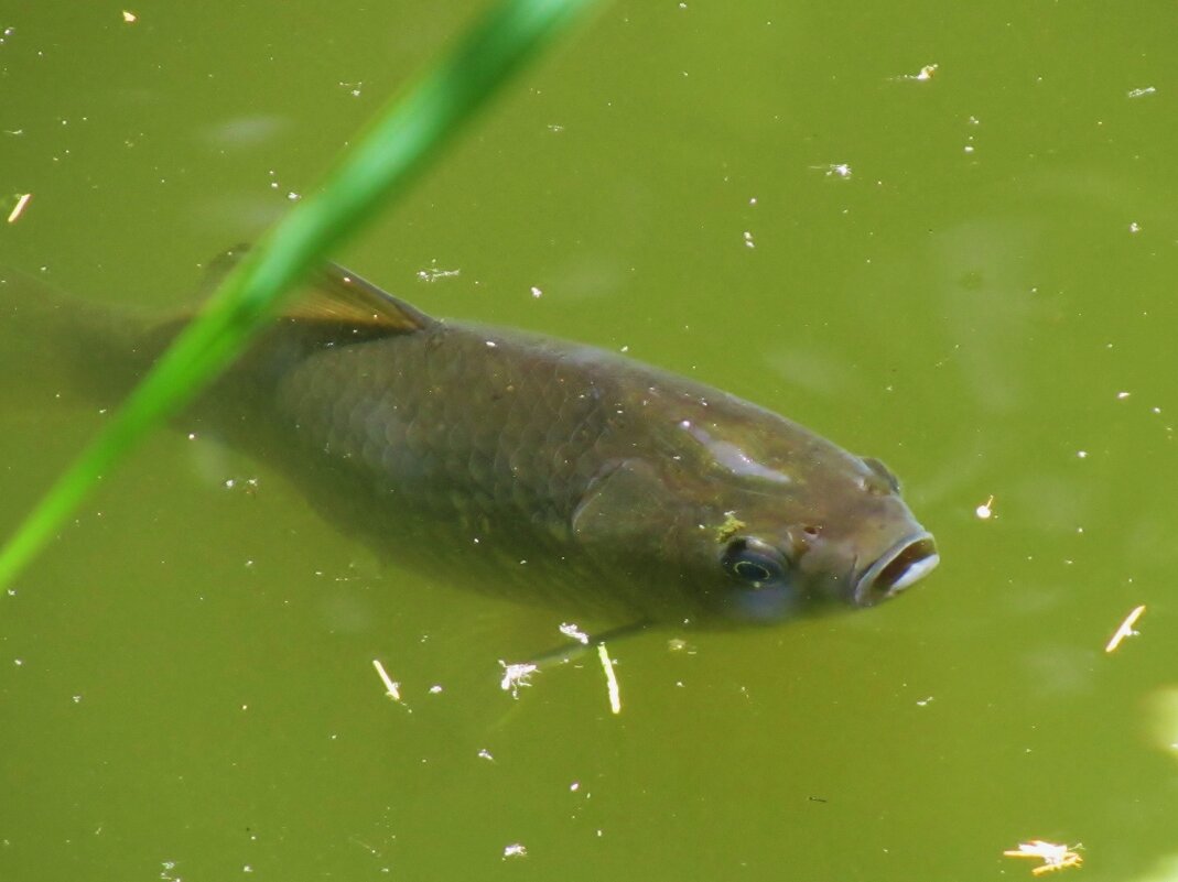 ..    из глубины  пруда на меня удивлённо таращилась рыба... - galalog galalog