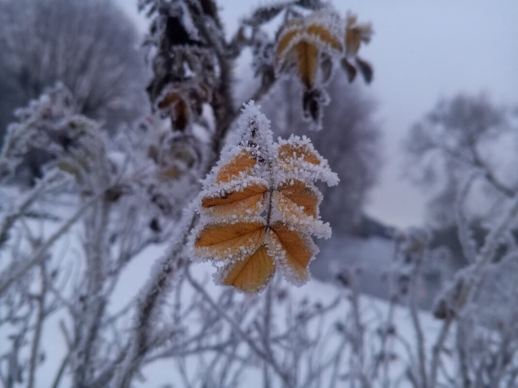 Шиповник - Сапсан 