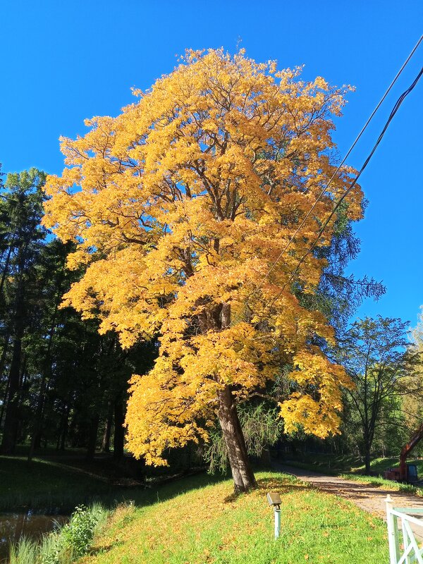 Осень - Сапсан 