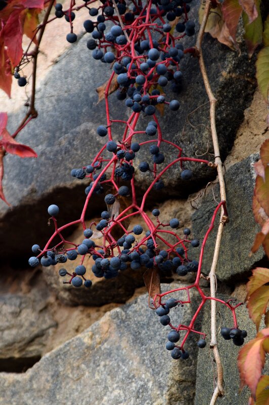 *** - Павленко Михаил 