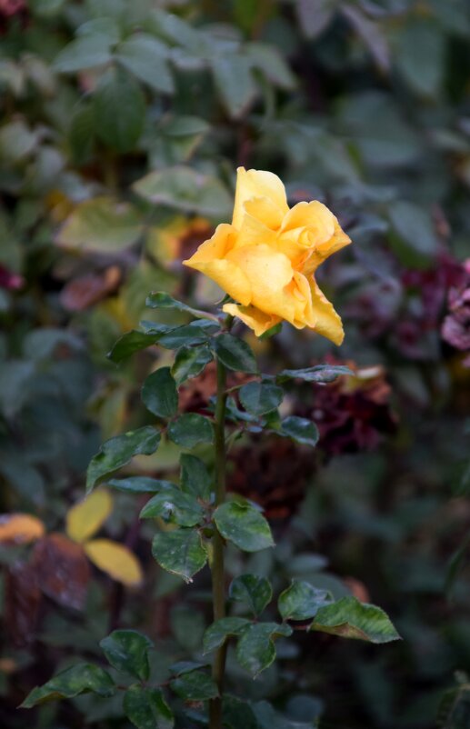 *** - Павленко Михаил 