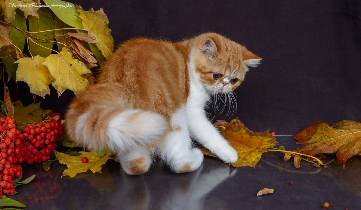 Oсень, рыжая подружка, в гости к нам пришла. - Светлана Ищенко