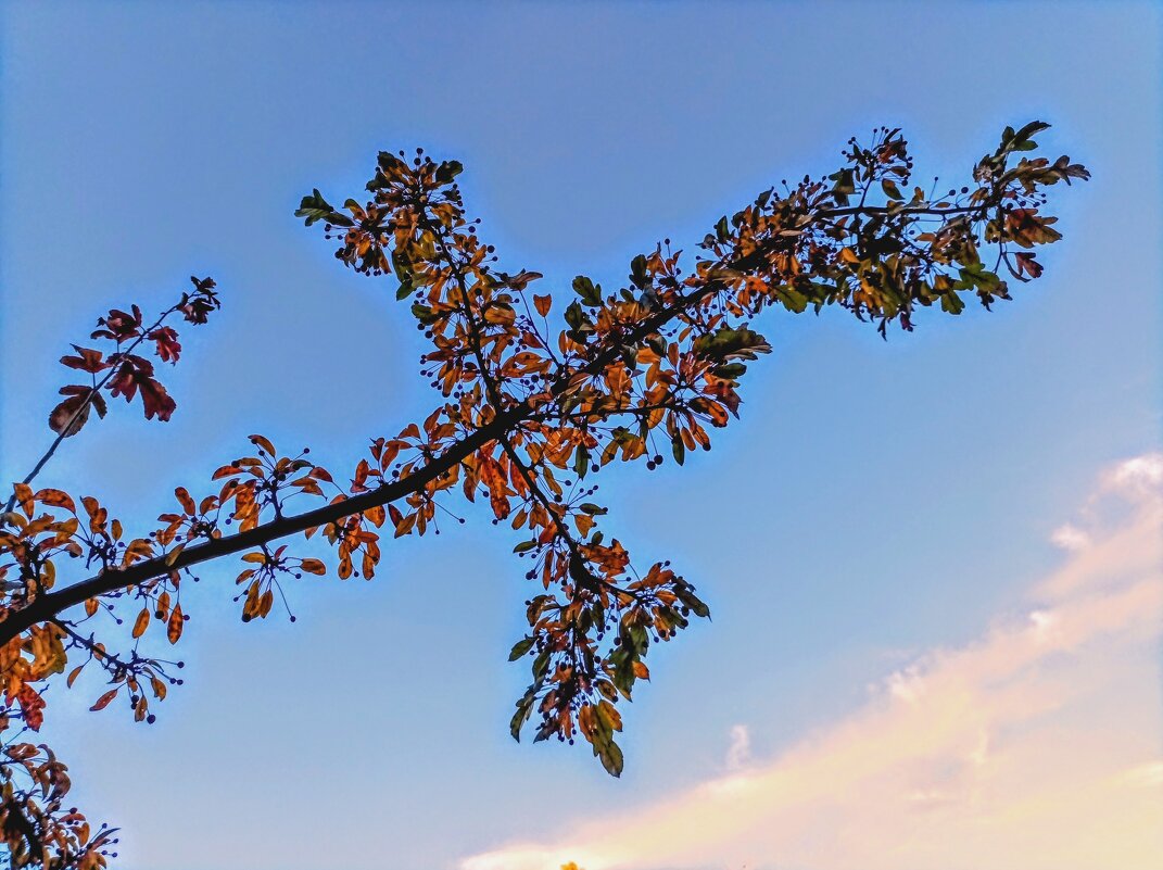 Ветка декоративной яблони недзвецкого - Veera V