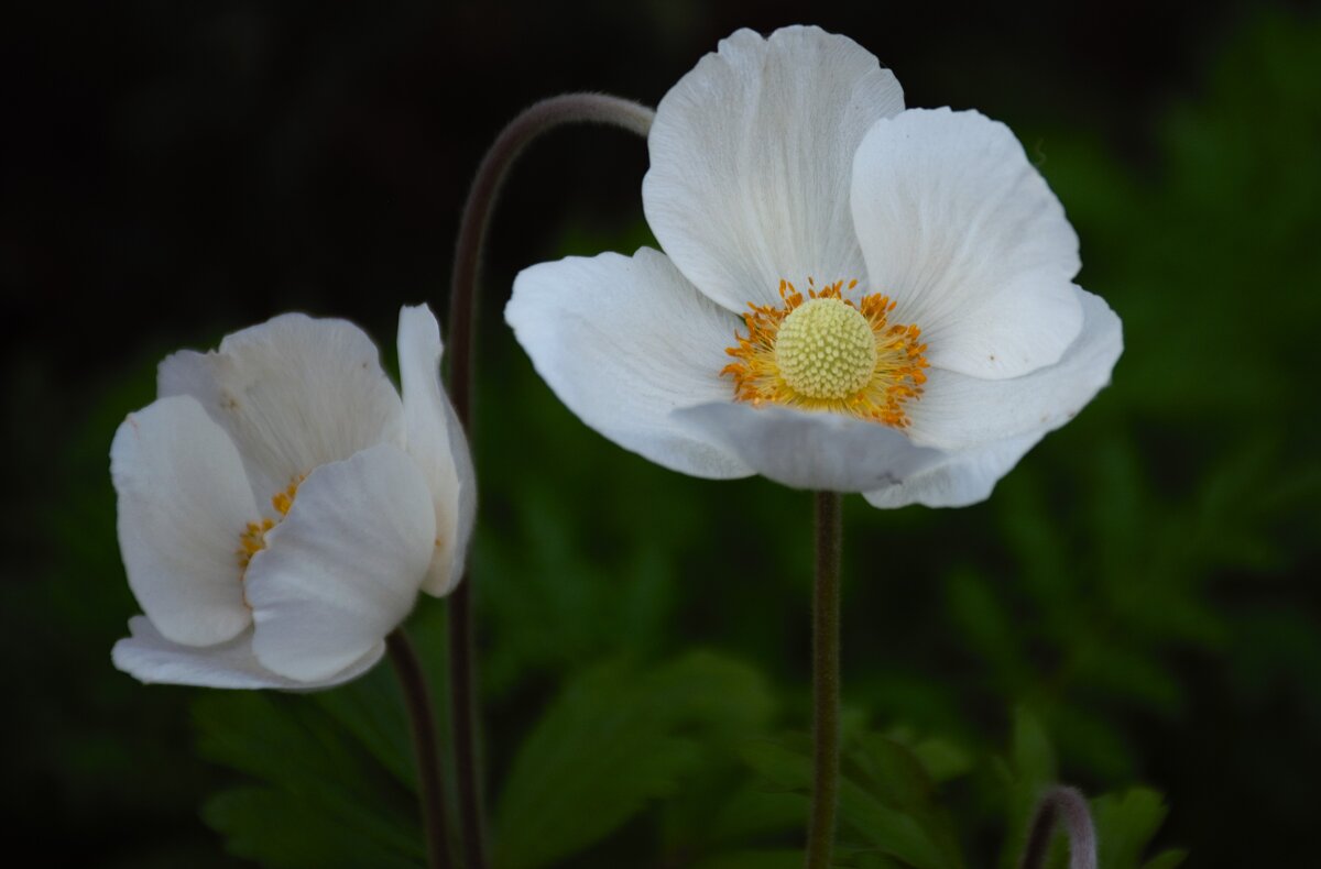 Ноябринки - Юрий Полторыхин.