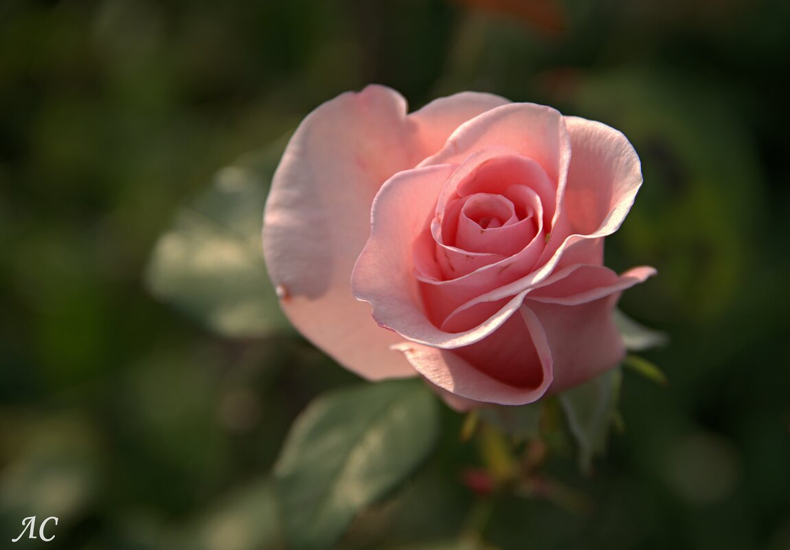 Розы, ах розы! - Любовь Сахарова Розы, ах розы! - Любовь Сахарова