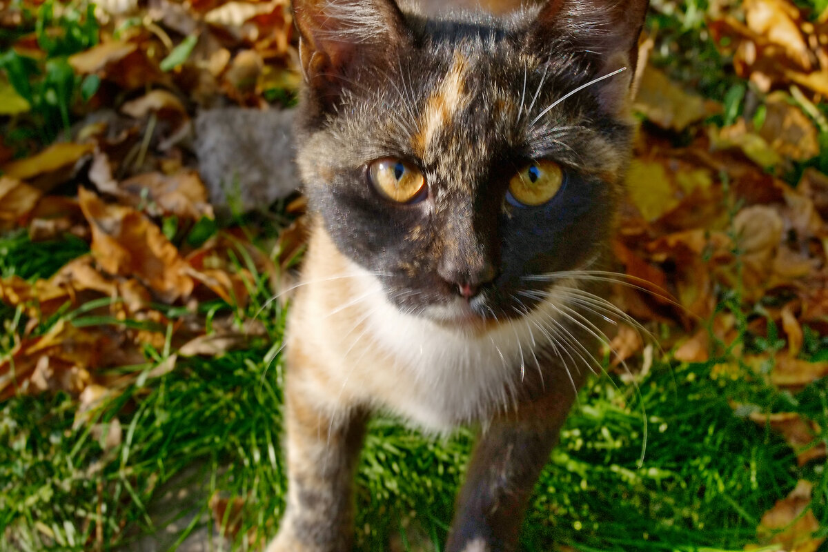 Кошка - Александр Лычагин