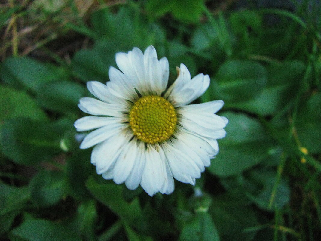 Ноябрьская маргаритка - Людмила Смородинская Ноябрьская маргаритка - Людмила Смородинская