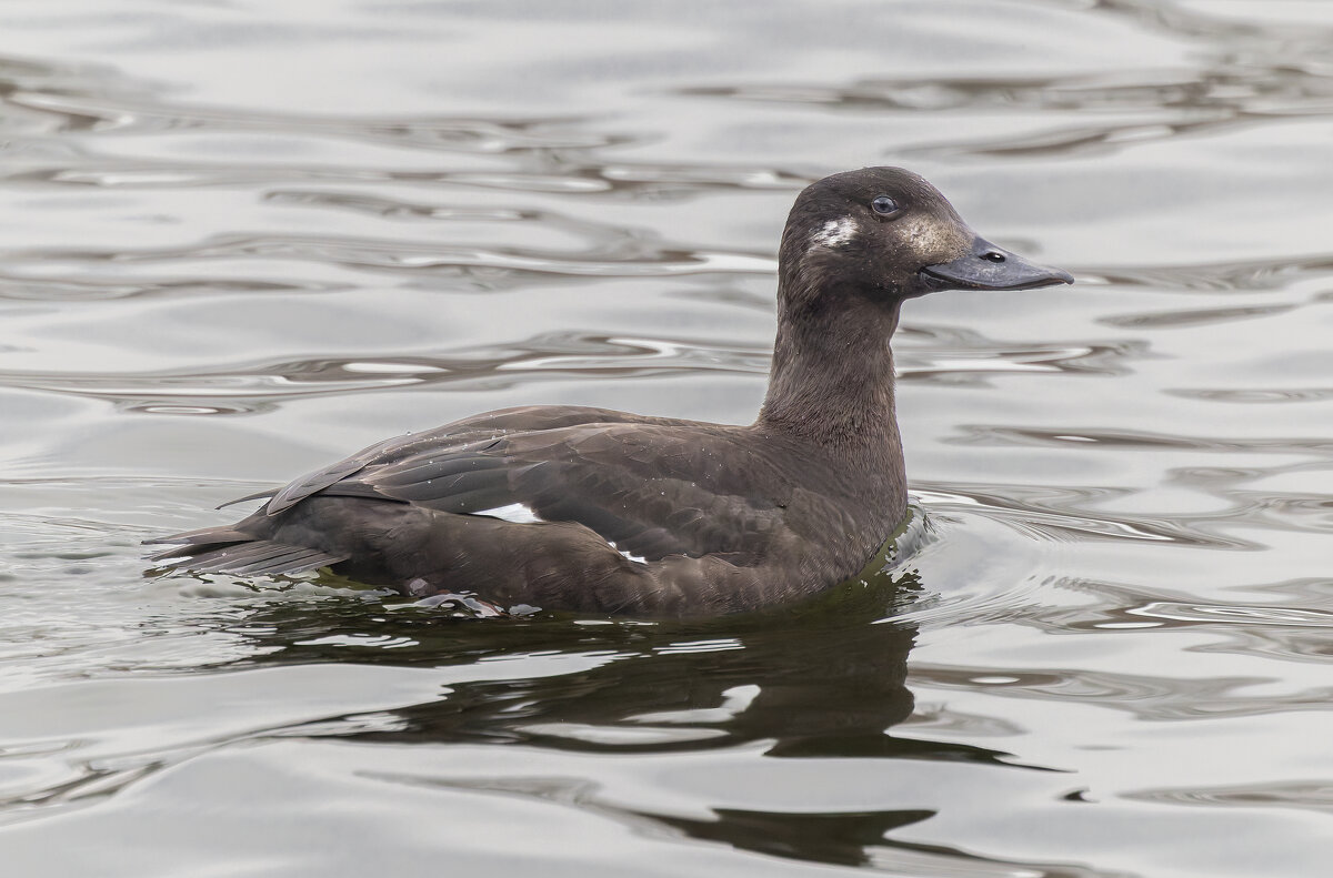 турпан. - юрий макаров