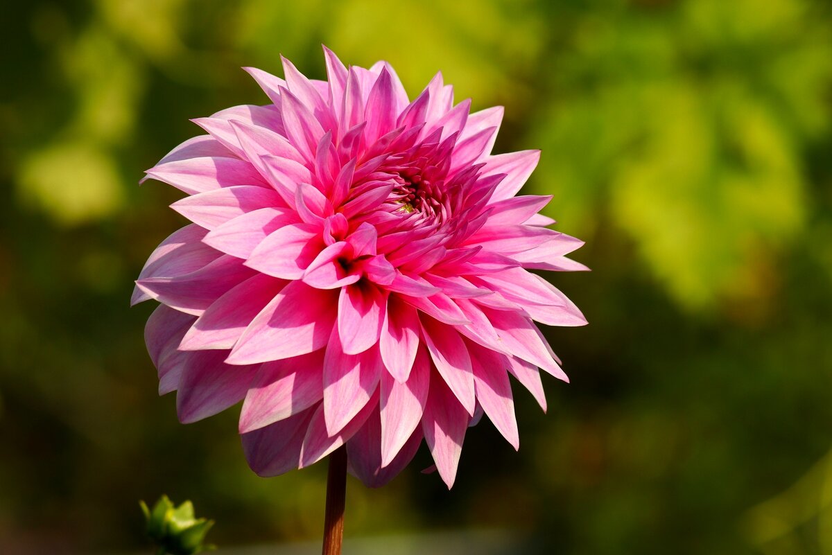 Цветы ушедшего лета - Юрий. Шмаков