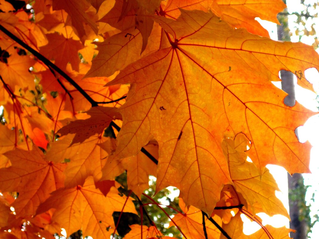 ДО СВИДАНИЯ, ОСЕНЬ! - Елена Семигина