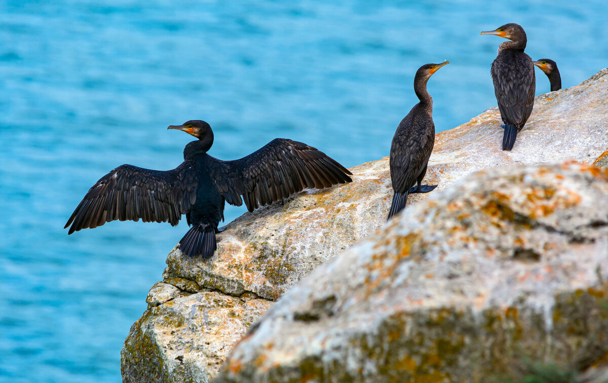бакланы - Виталий Емельянов