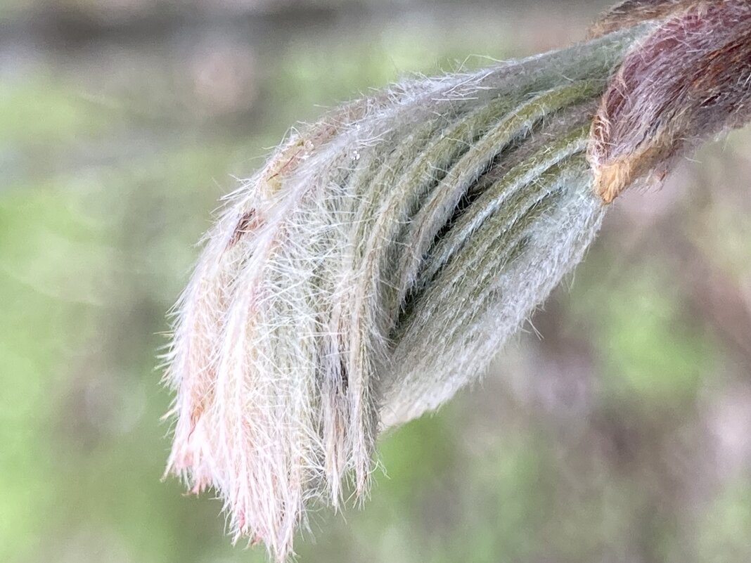 Рябина - Ольга Савельева Рябина - Ольга Савельева