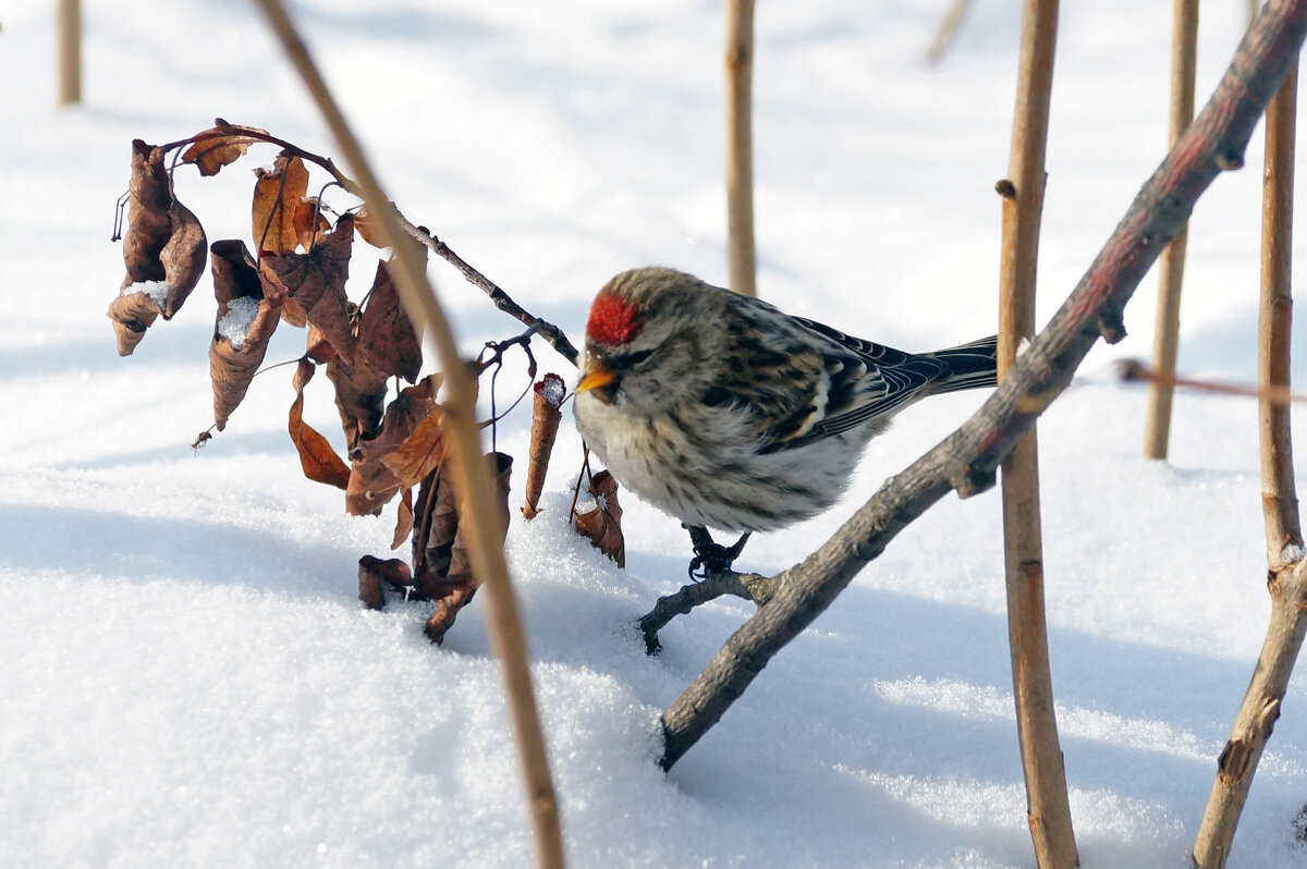 Чечетка - Сергей Ц