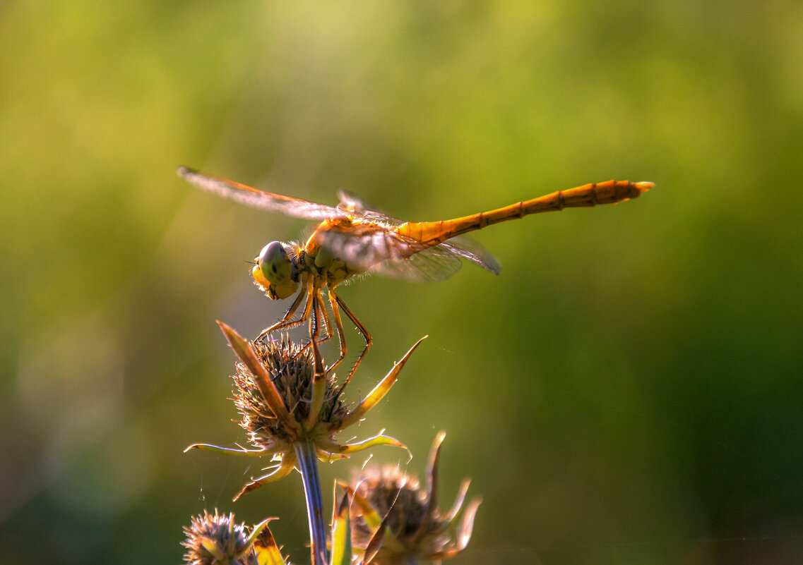 Солнечная стрекозка - Наталья Димова