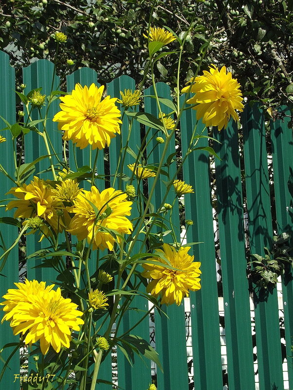 Золотые шары - Freddy 97 Золотые шары - Freddy 97