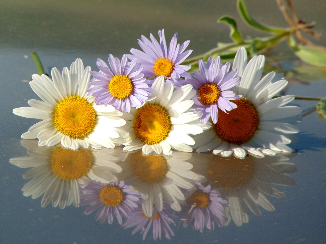 Знакомые с детства, родные ромашки… - nadyasilyuk Вознюк