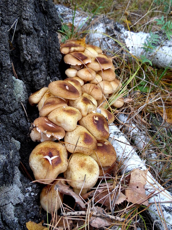 У пенёчка. - nadyasilyuk Вознюк