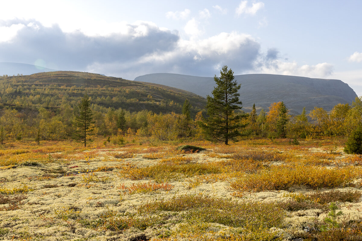 **** - Алексей Соловьев