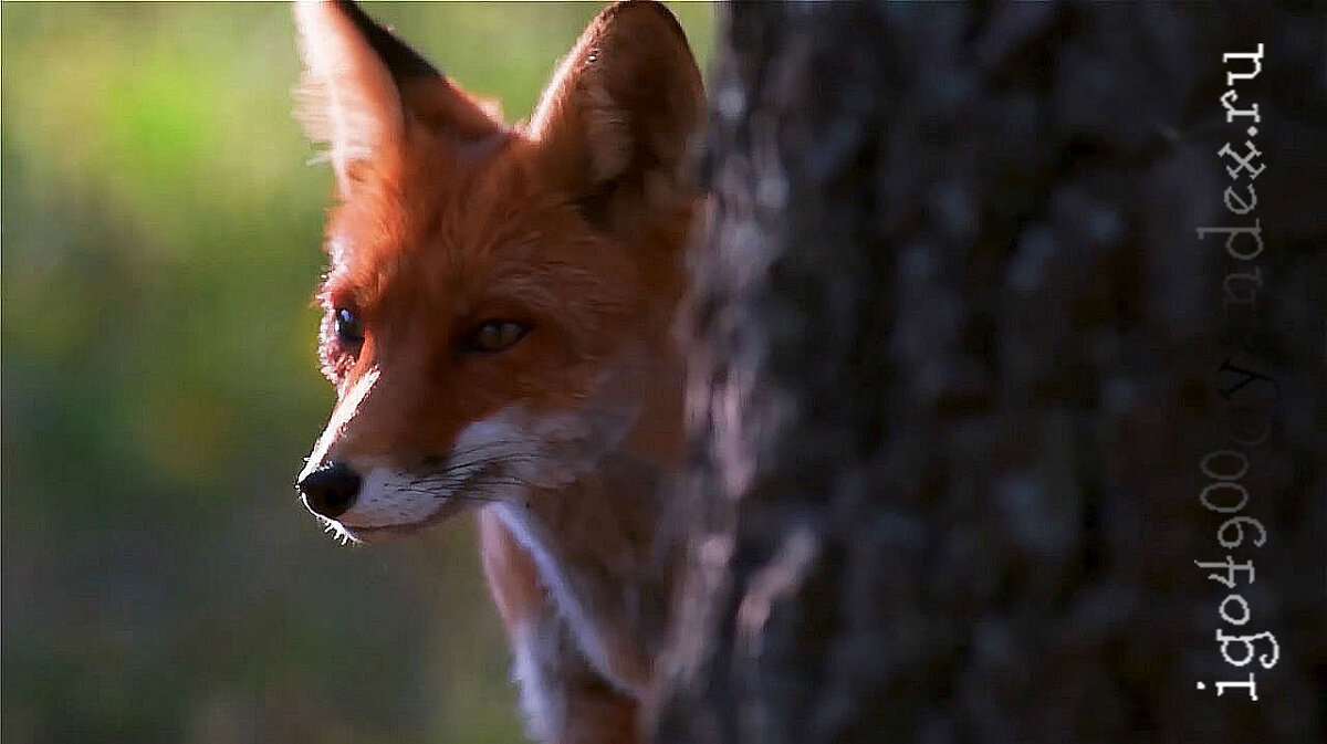 В  лесах  Белоруссии __Try and catch me  __(( попробуй, поймай  меня)) - Игорь Пляскин