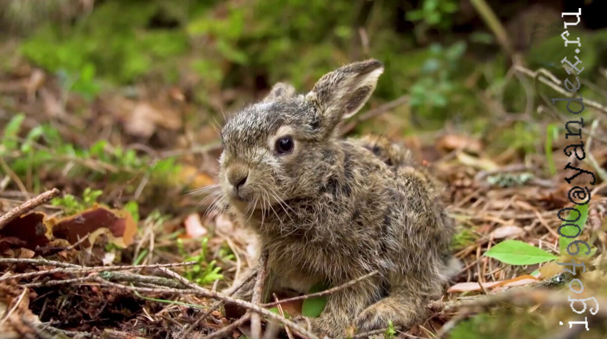 Из  Серии __В заповедных  Лесах  __ A keepsake photo ((.... фото на память )) - Игорь Пляскин