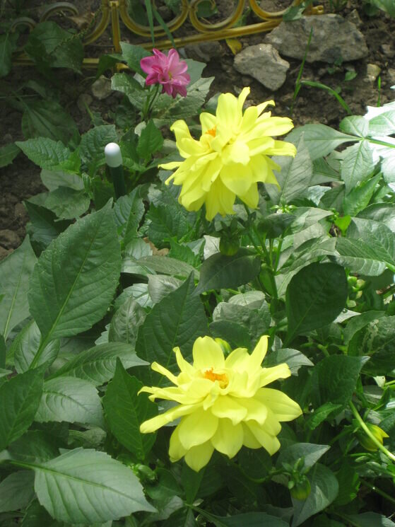 Георгина Гэллери Сезанн - Дмитрий Никитин