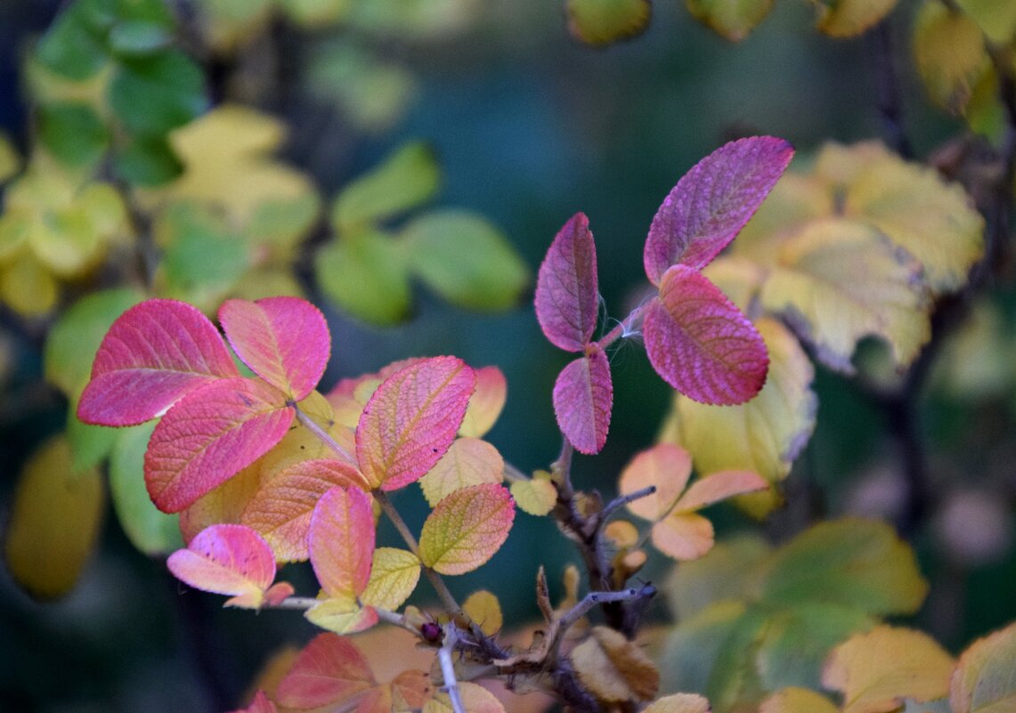 *** - Павленко Михаил 