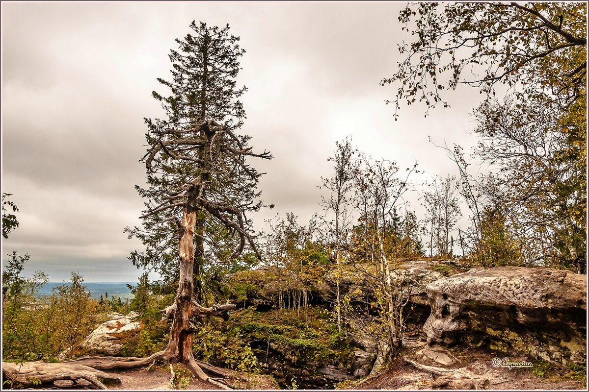 Каменный город (Чёртово Городище, Черепахи) - Aquarius - Сергей