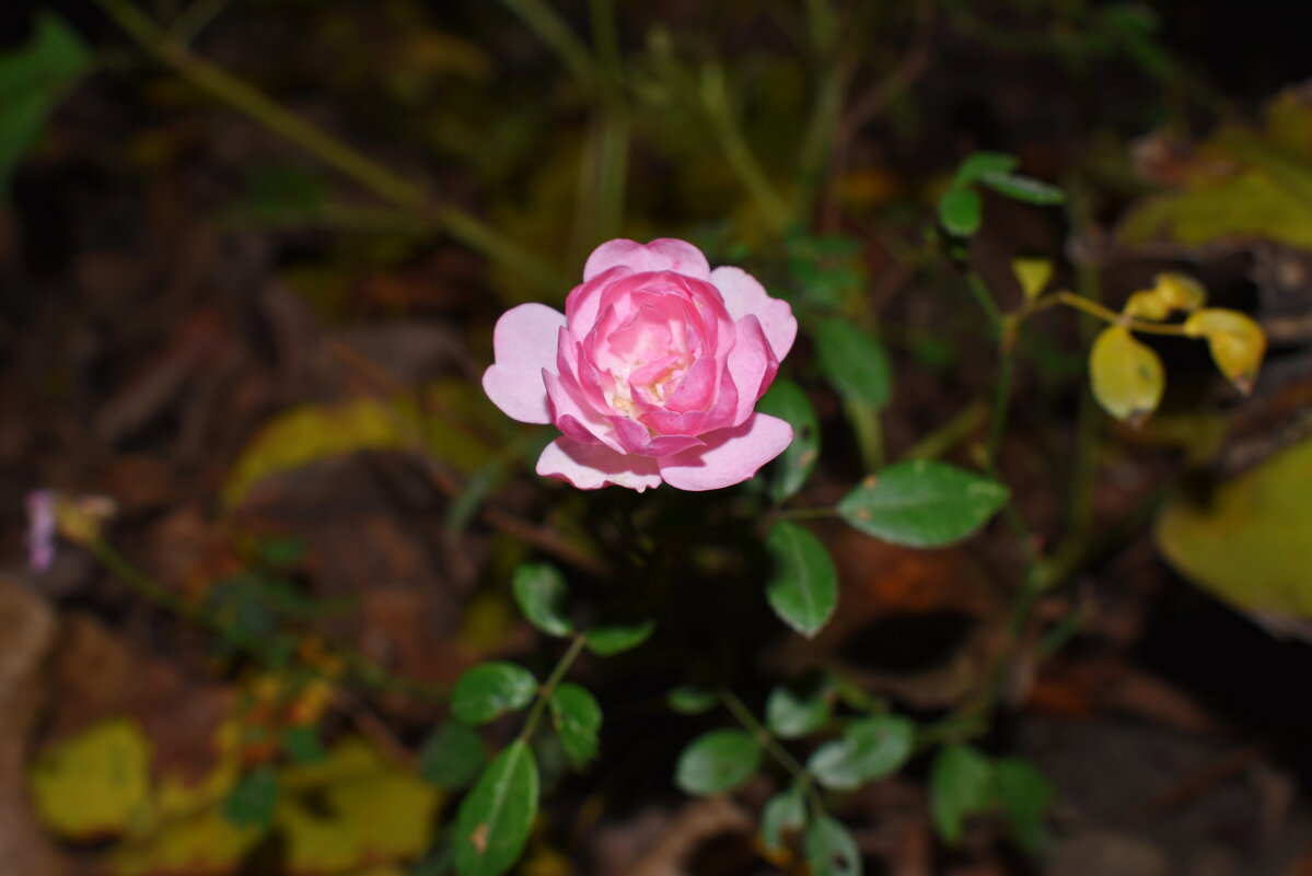 Ноябрьская роза... - Константин Штарк