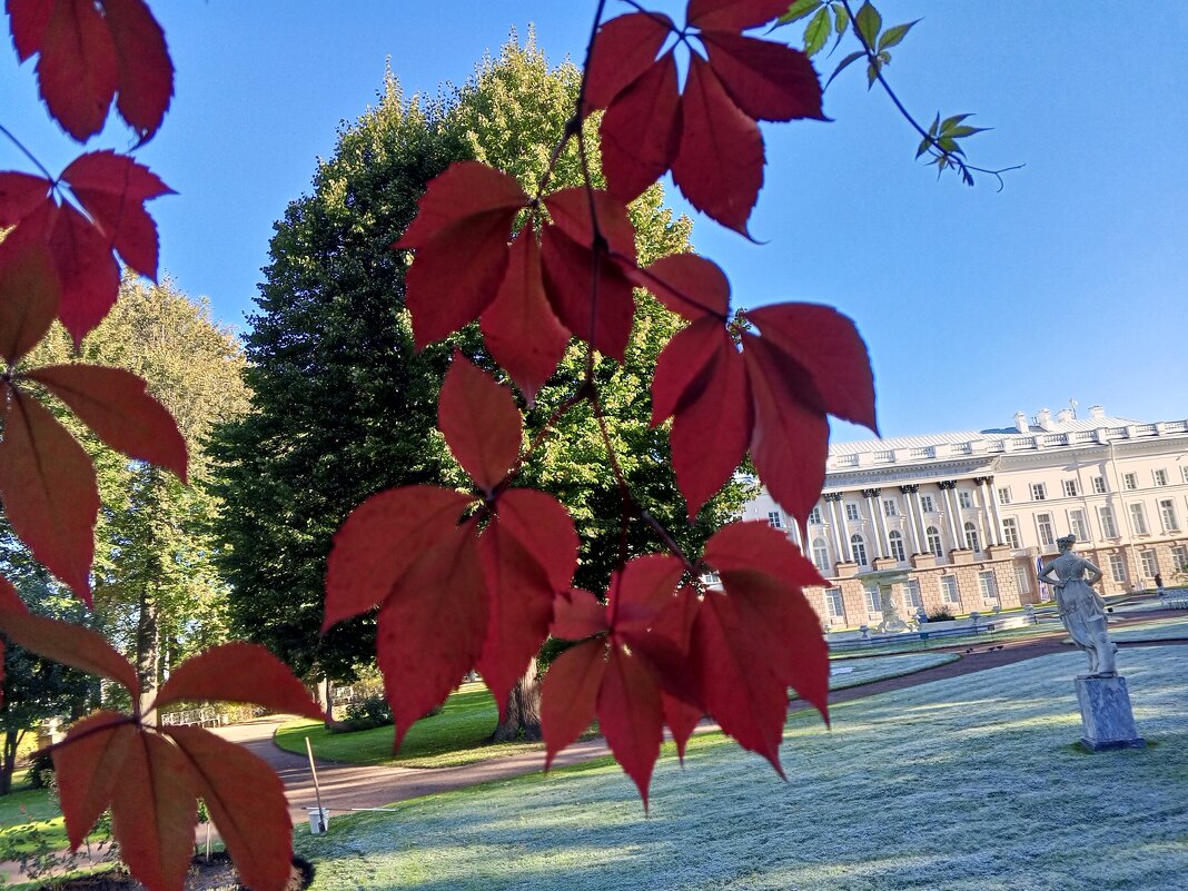 Девичий виноград - Сапсан 