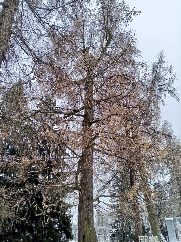 Осень - Сапсан 