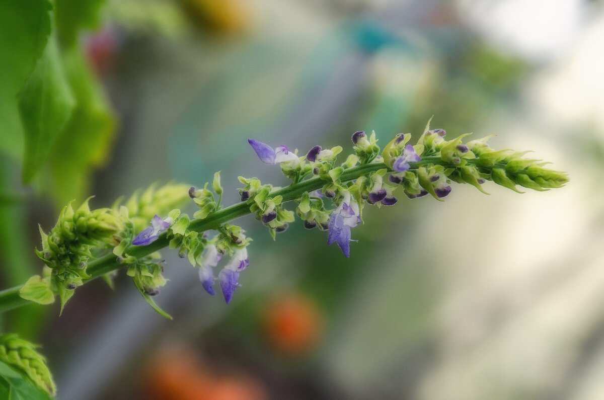 *** - Виктор Иванович Чернюк