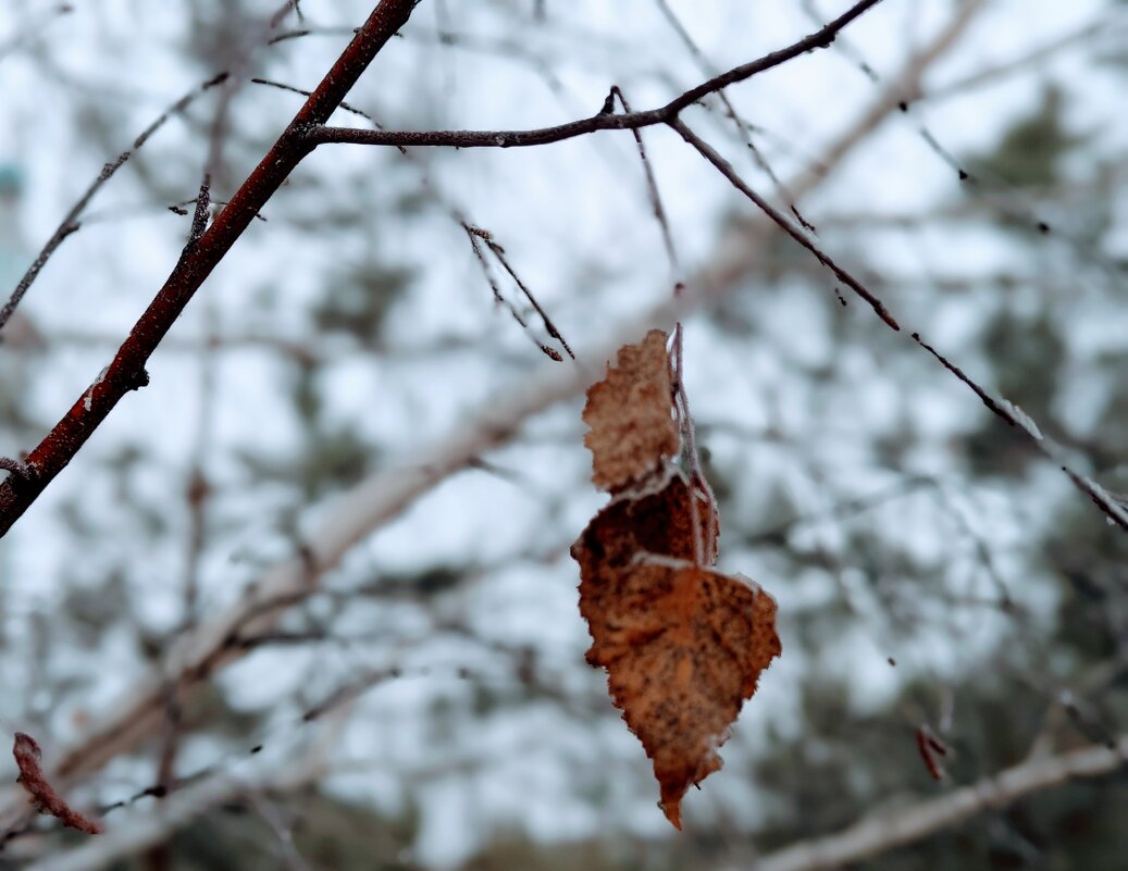 Листик на ветру... - Андрей Хлопонин