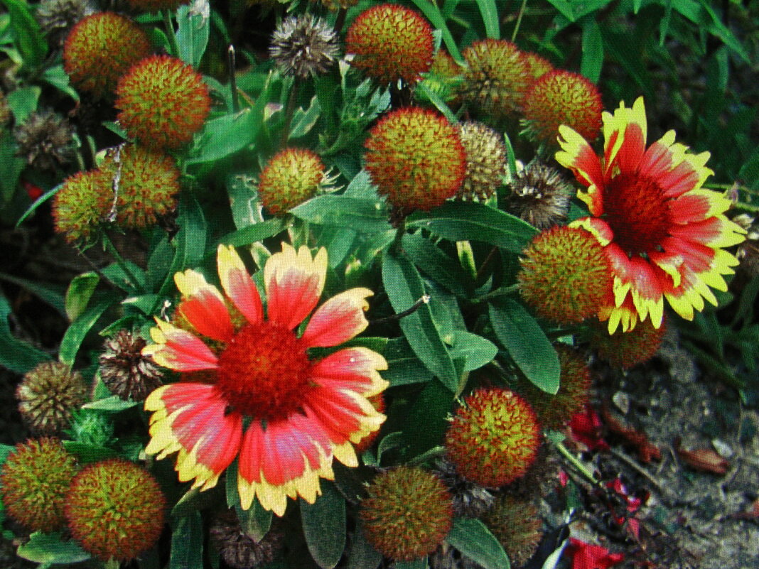 Гайлардия решила ещё порадовать - Людмила Смородинская